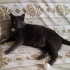 bulut