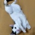 Bulut