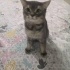 Bulut