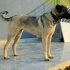 Mahoni