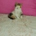 Minnoş