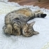 Tosun