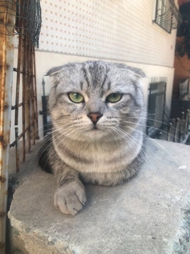 Kedi 🐱