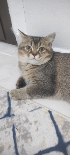 Kedi 🐱