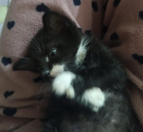 Kedi 🐱