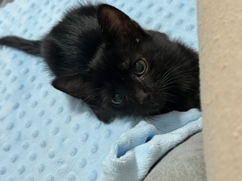 Kedi 🐱