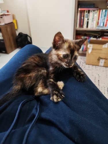 Kedi 🐱