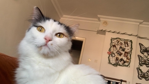 Kedi 🐱