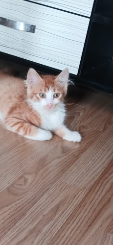Kedi 🐱