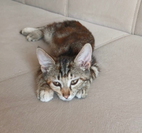 Kedi 🐱