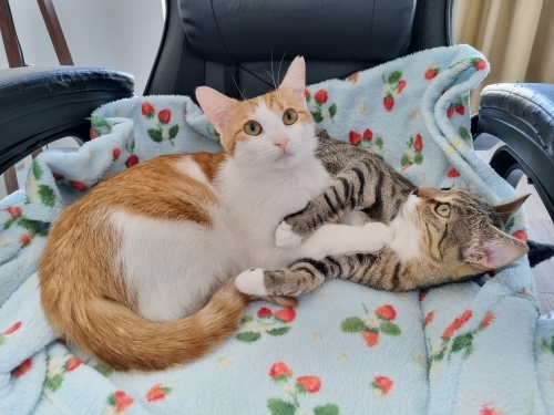 Kedi 🐱