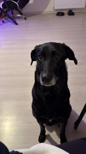 Köpek 🐶