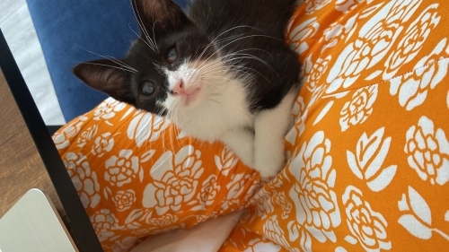 Kedi 🐱