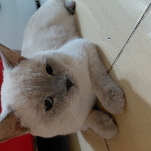 Kedi 🐱