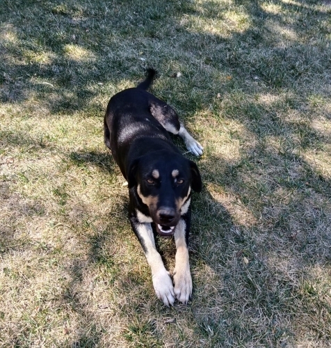 Köpek 🐶