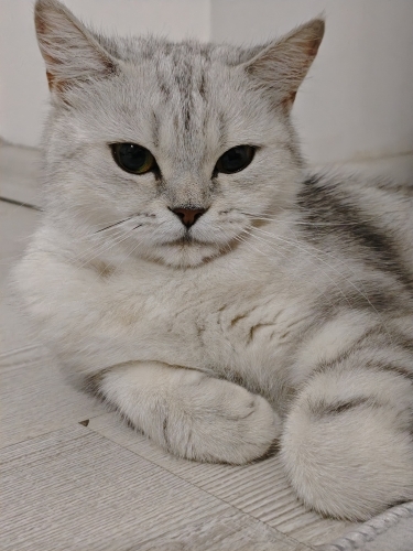 Kedi 🐱