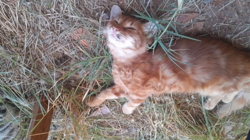 Kedi 🐱