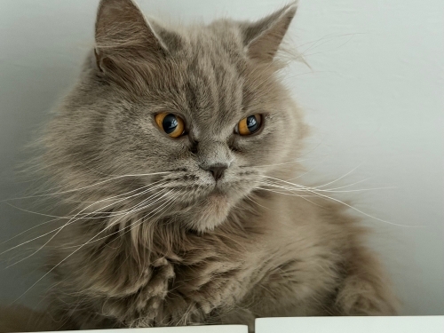 Kedi 🐱