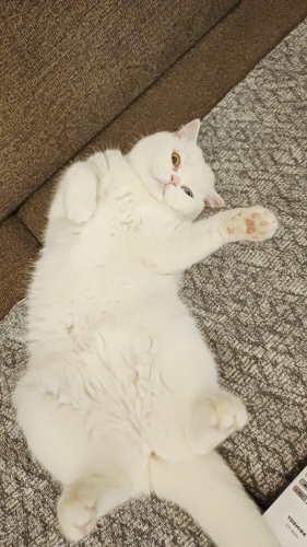 Kedi 🐱