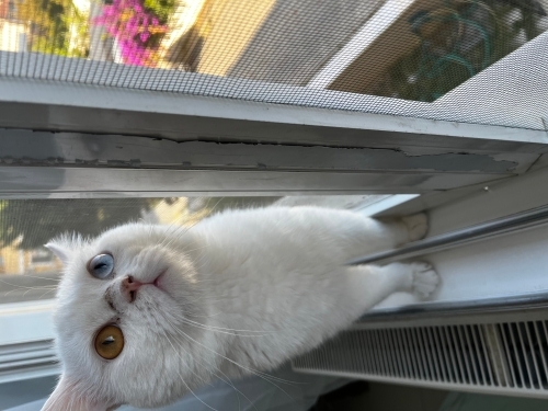 Kedi 🐱