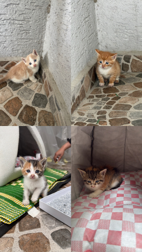 Kedi 🐱
