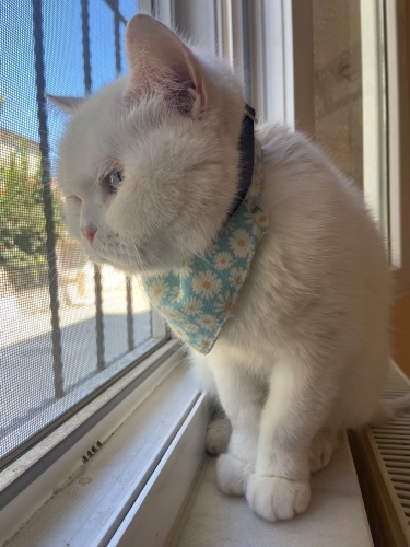 Kedi 🐱