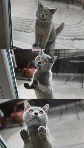 Kedi 🐱