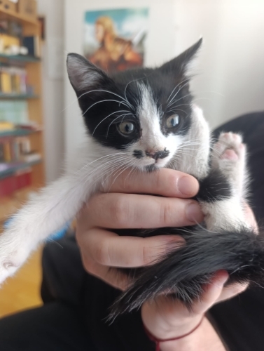 Kedi 🐱