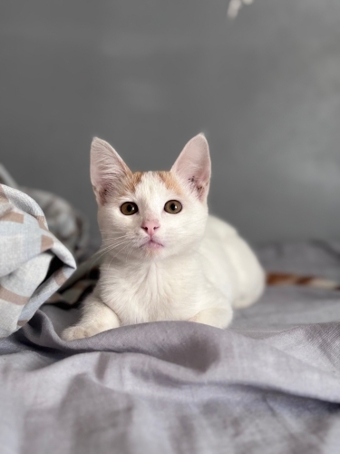 Kedi 🐱