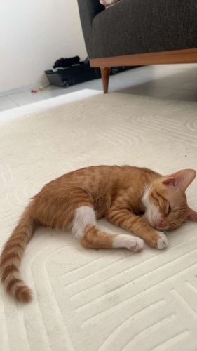 Kedi 🐱