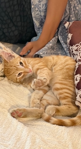 Kedi 🐱
