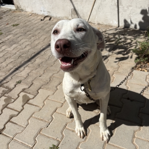 Köpek 🐶