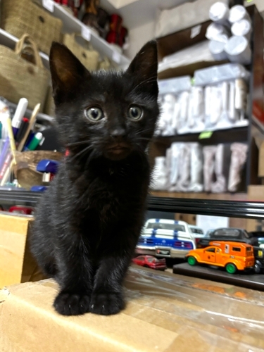 Kedi 🐱