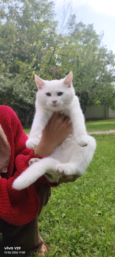 Kedi 🐱