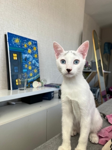 Kedi 🐱