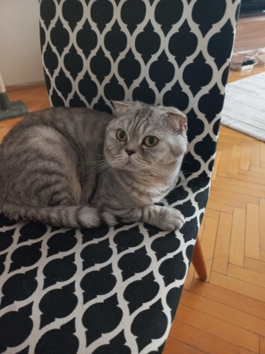 Kedi 🐱