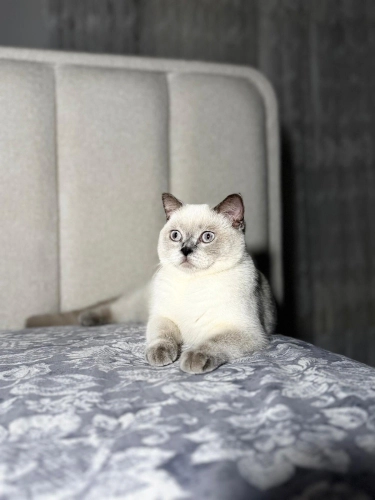 Kedi 🐱