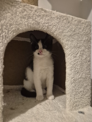 Kedi 🐱
