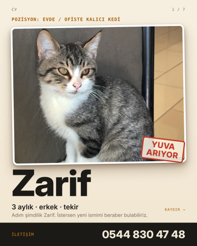 Kedi 🐱