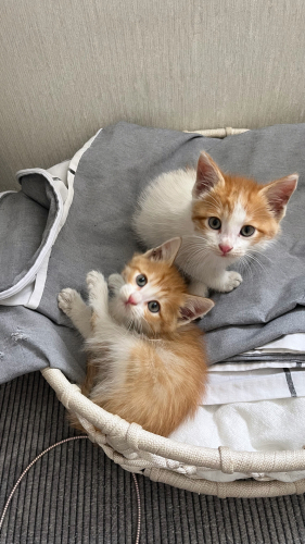 Kedi 🐱