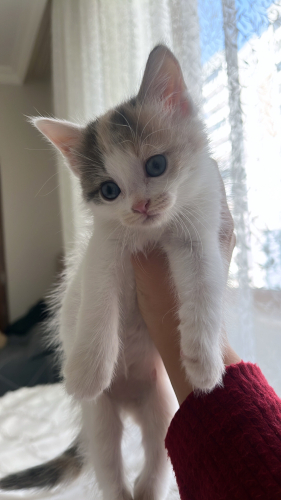 Kedi 🐱