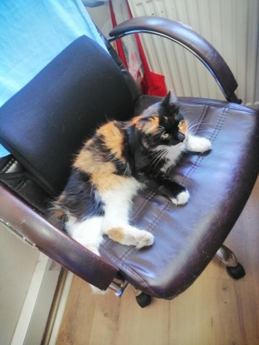 Kedi 🐱