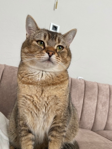 Kedi 🐱
