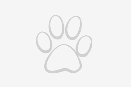 Bu kız tam. Bir cingöz Kedi İlanları Petlebi Sosyal
