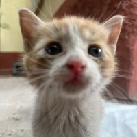 5 haftalı..