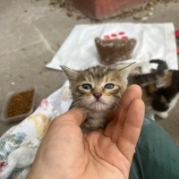 5 haftalı..