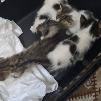 Çok küçük..