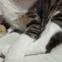 Tatlı Fıs..