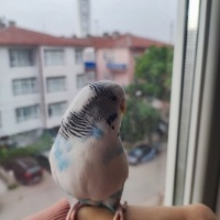 Çift olar..