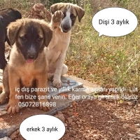 Sokakta 4..